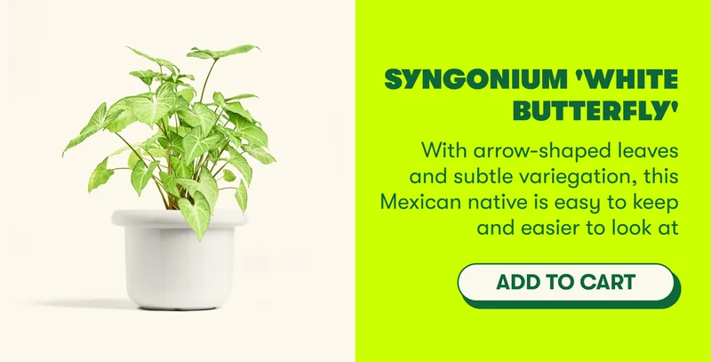 Syngonium 'White Butterfly' With arrow-shaped leaves and subtle variegation, this Mexican native is easy to keep and easier to look at  [ADD TO CART]