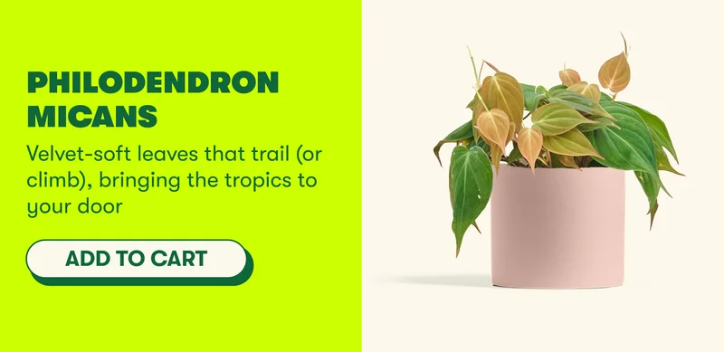 Philodendron micans  Velvet-soft leaves that trail (or climb), bringing the tropics to your door  [ADD TO CART]