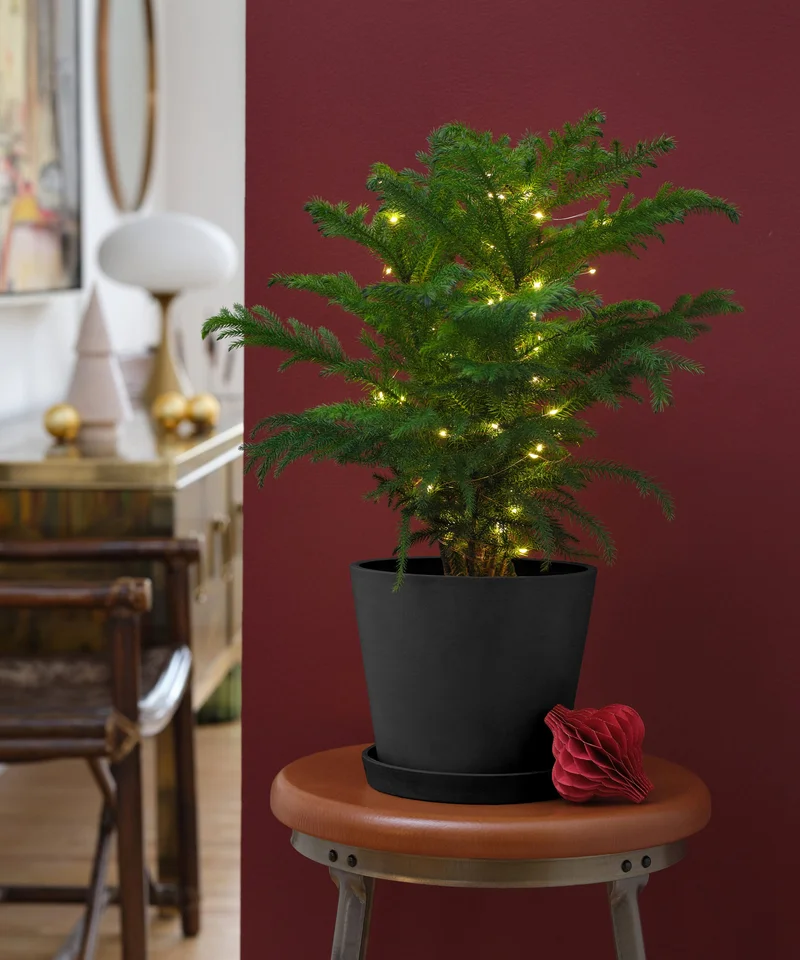Image of Tabletop Norfolk Pine