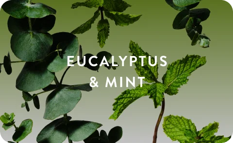 Eucalyptus and mint