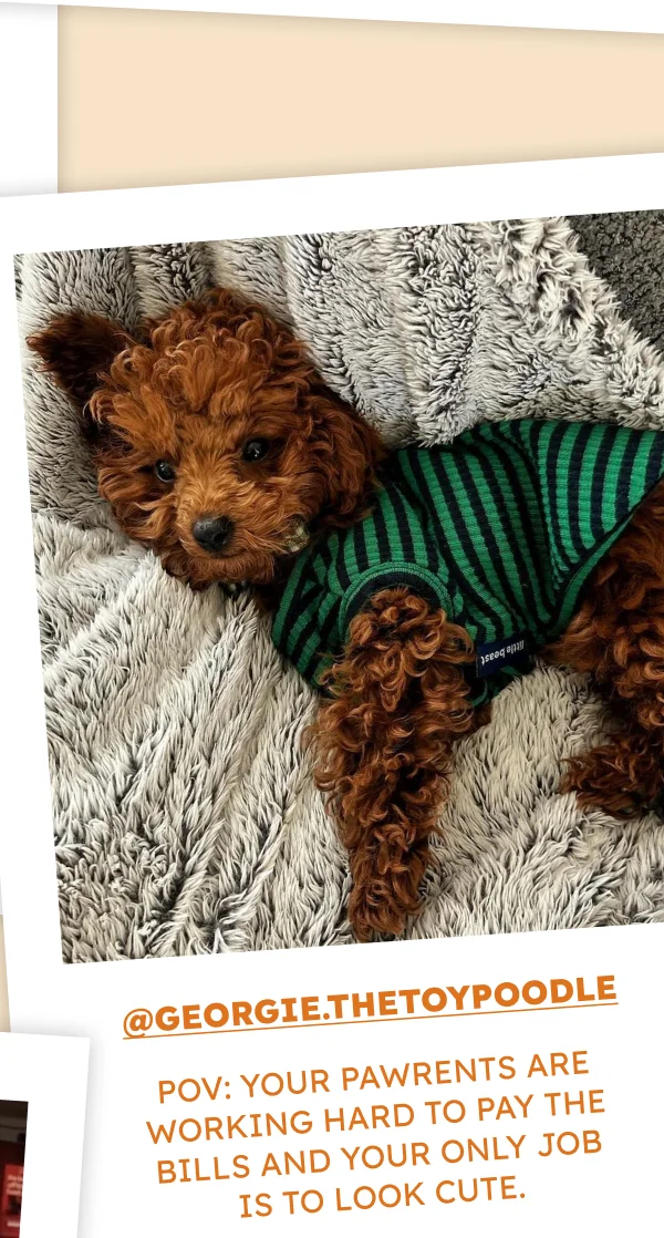 @georgie.thetoypoodle