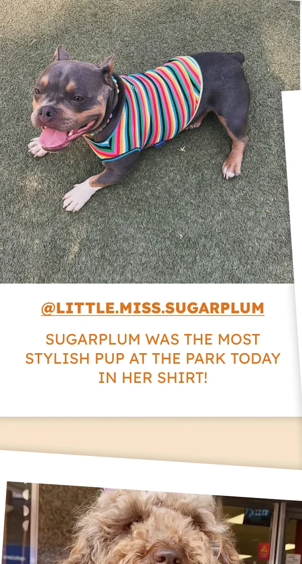 @little.miss.sugarplum