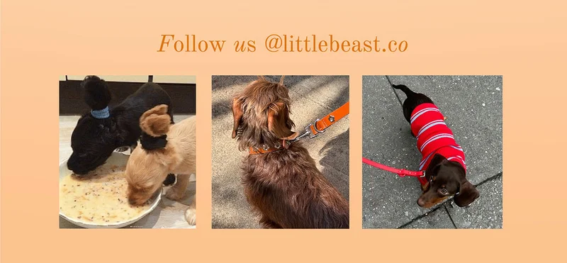 Follow us on Instagram