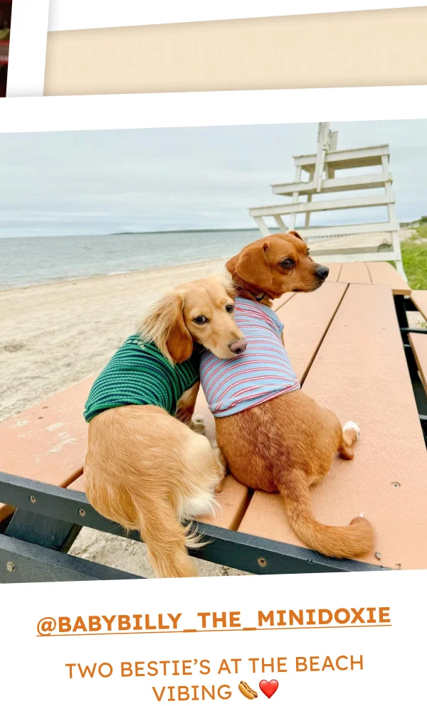 @babybilly_the_minidoxie