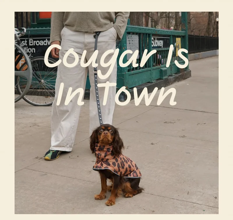 Cougar Is In Town