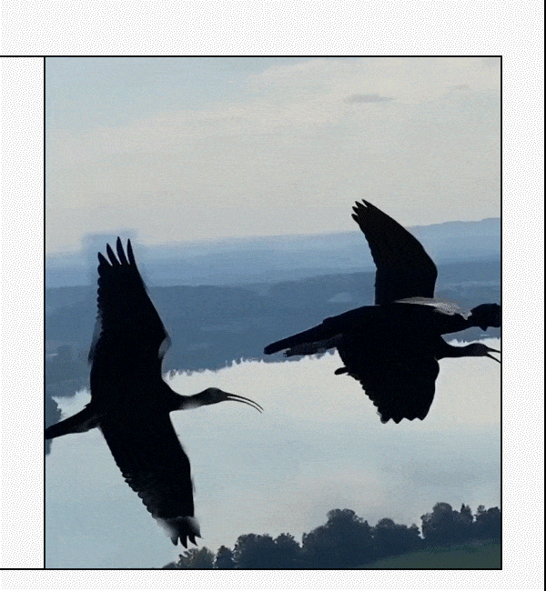 The birds are back