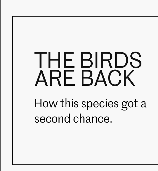 The birds are back