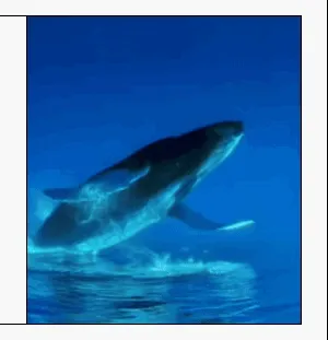 Talking to whales