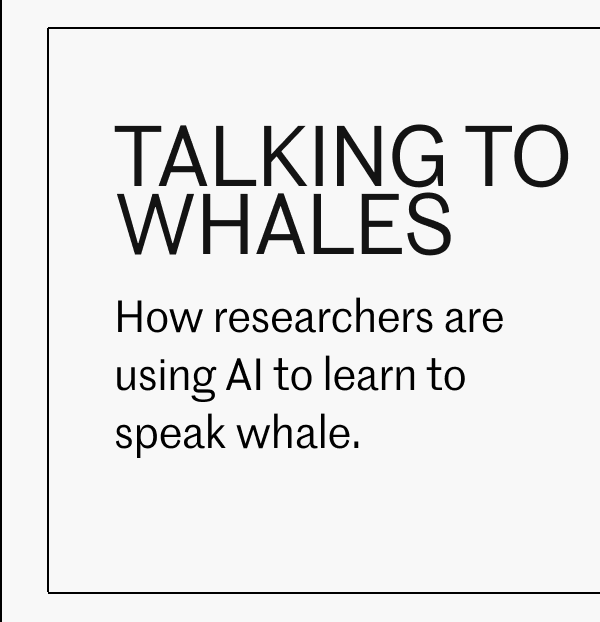 Talking to whales