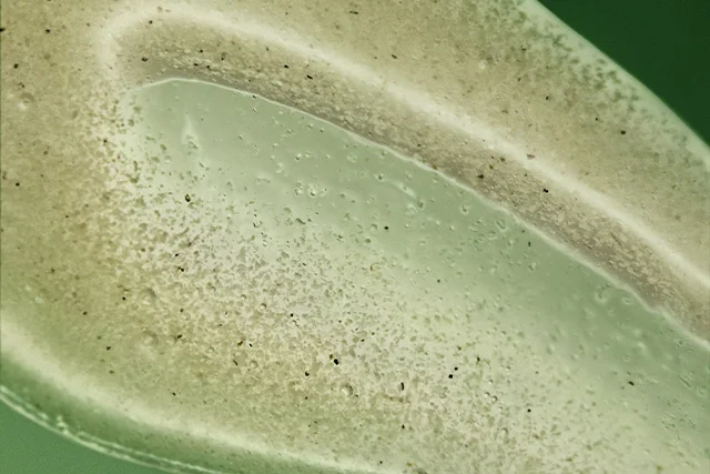 Geranium Leaf Body Scrub