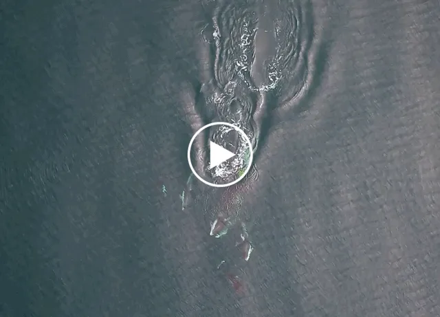 Footage of dolphins and orcas team up to hunt.