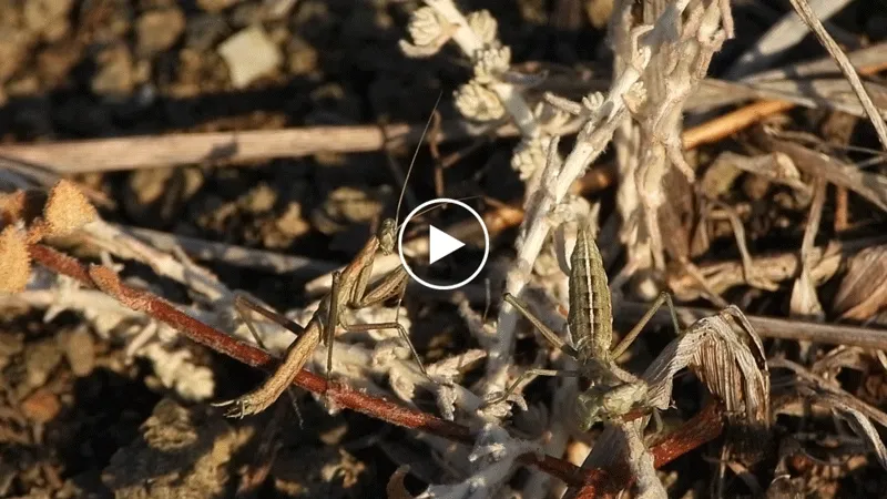 This male snake-tail mantis, Ameles serpentiscauda, has three simple eyes (ocelli) visible between its antennae, which mantises usually use during night flights to navigate using starlight. The short, non-functional wings, characteristic of this species, do not allow this mantis to fly at all.