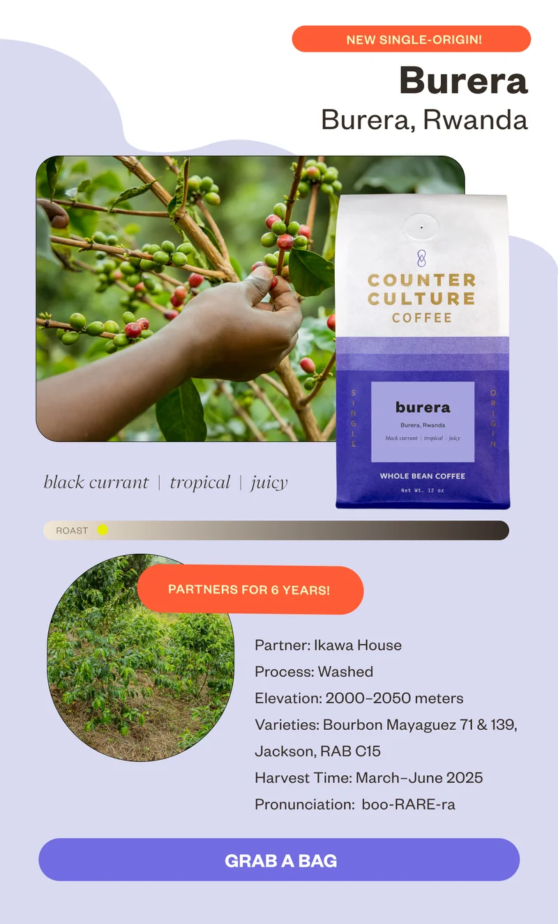New Single-Origin Burera Burera, Rwanda black currant tropical juicy Partners for 6 years!Process: Washed Elevation: 2000-2050 masl Varieties: Bourbon Mayaguez 71 & 139, Jackson, RAB C15 Harvest Time: March-June 2025.Pronunciation: boo-RARE-ra CTA: Grab a Bag