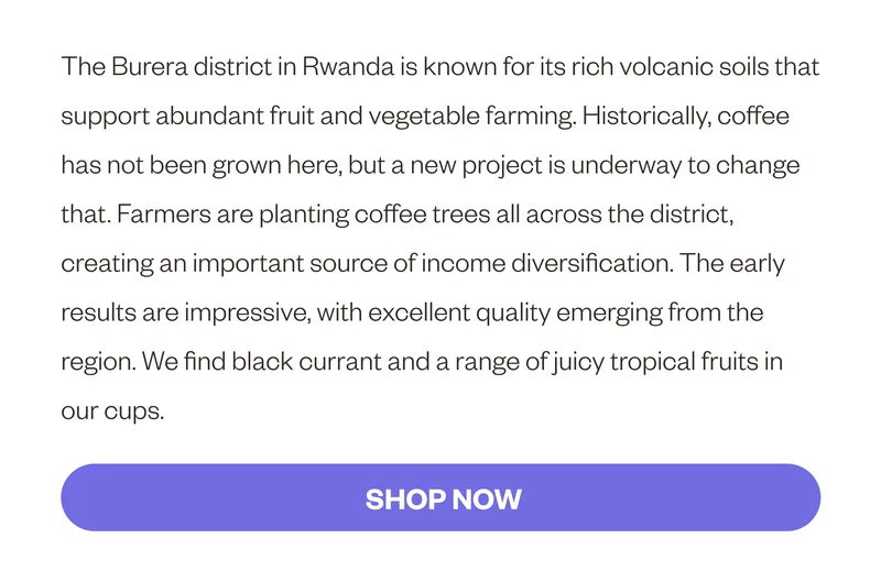 The Burera district in Rwanda is known for its rich volcanic soils that support abundant fruit and vegetable farming. Historically, coffee has not been grown here, but a new project is underway to change that. Farmers are planting coffee trees all across the district, creating an important source of income diversification. The early results are impressive, with excellent quality emerging from the region. We find black currant and a range of juicy tropical fruits in our cups.