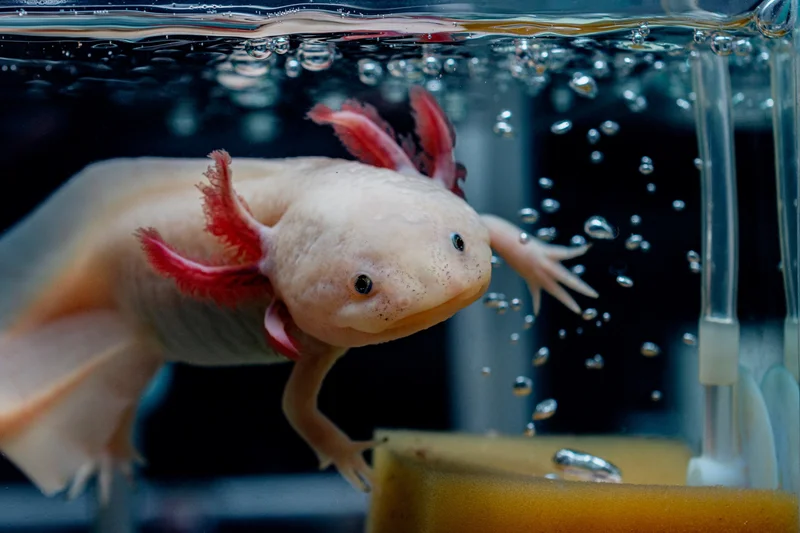 Axolotls, which breed well in captivity, are popular research subjects in the fields of aging and regenerative medicine.