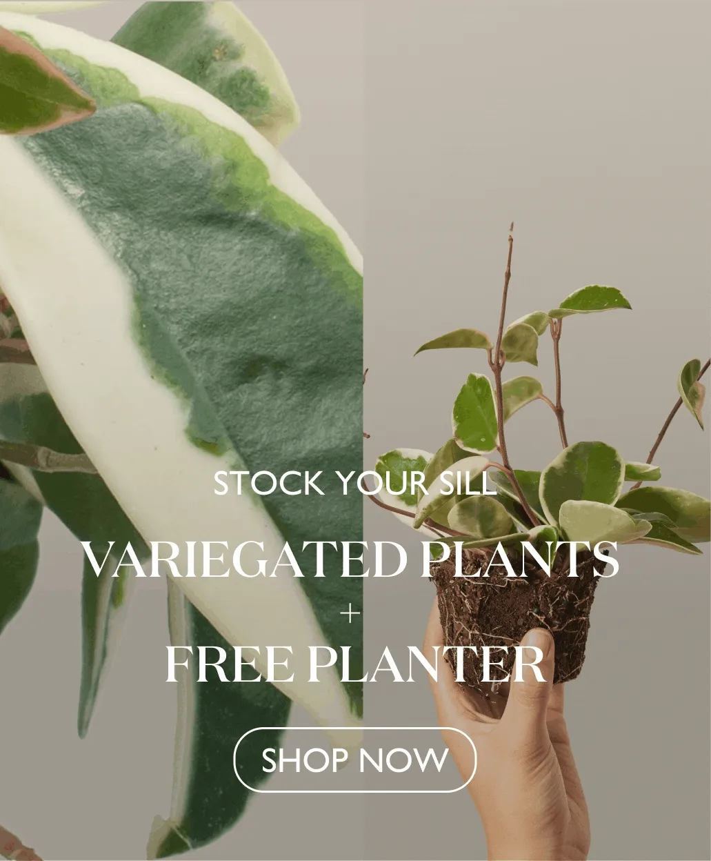 Stock Your Sill: Free Planter With Purchase