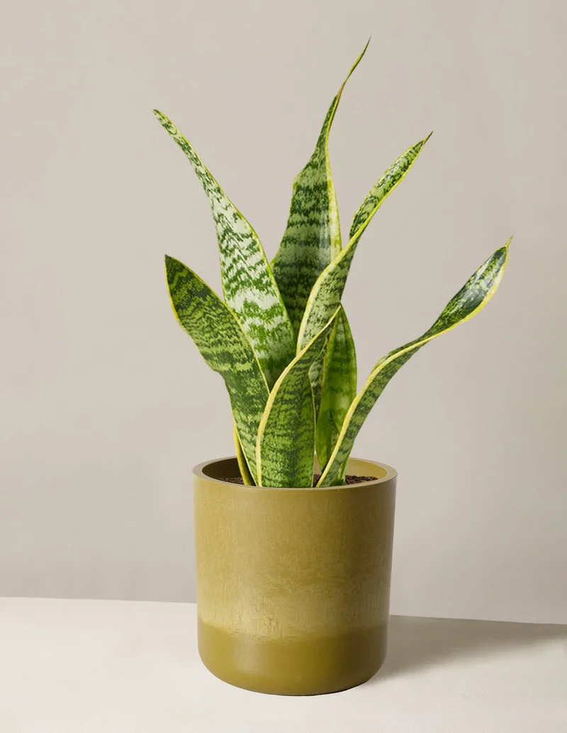 Image of Snake Plant Laurentii