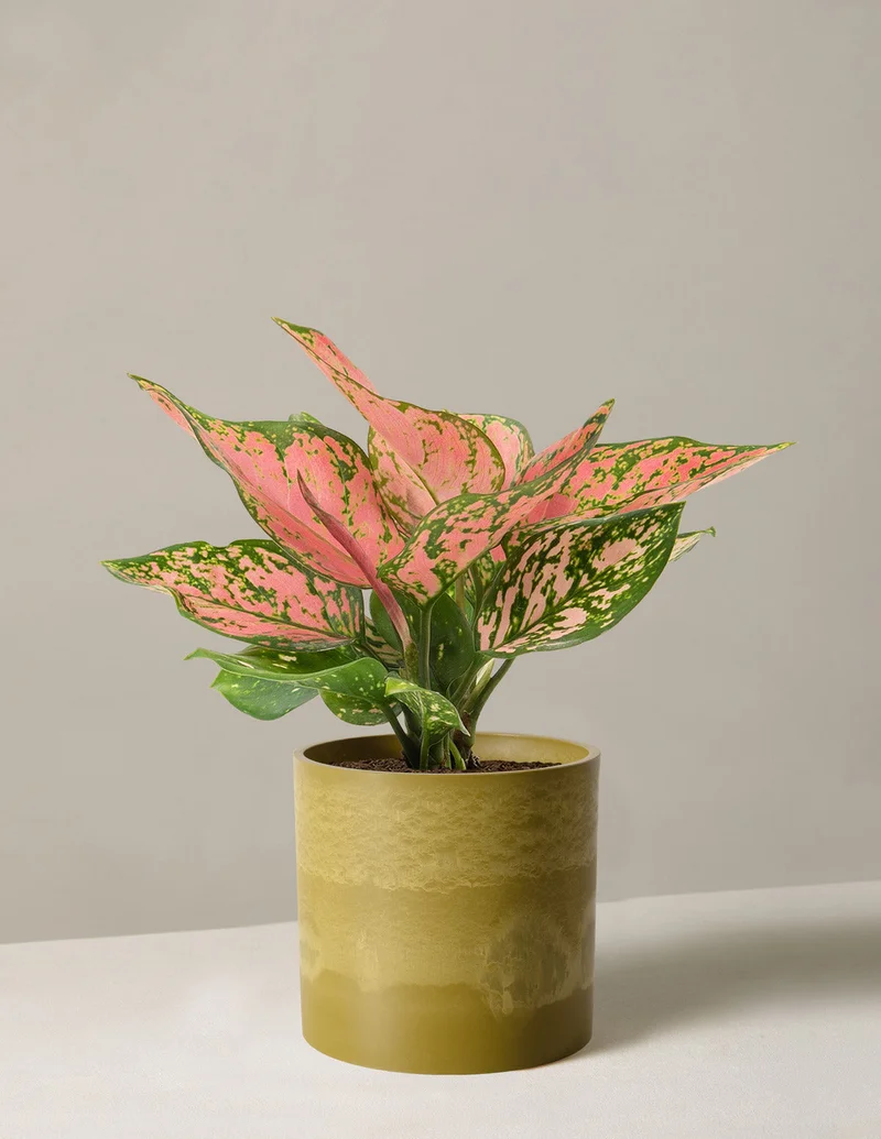 Image of Aglaonema Wishes