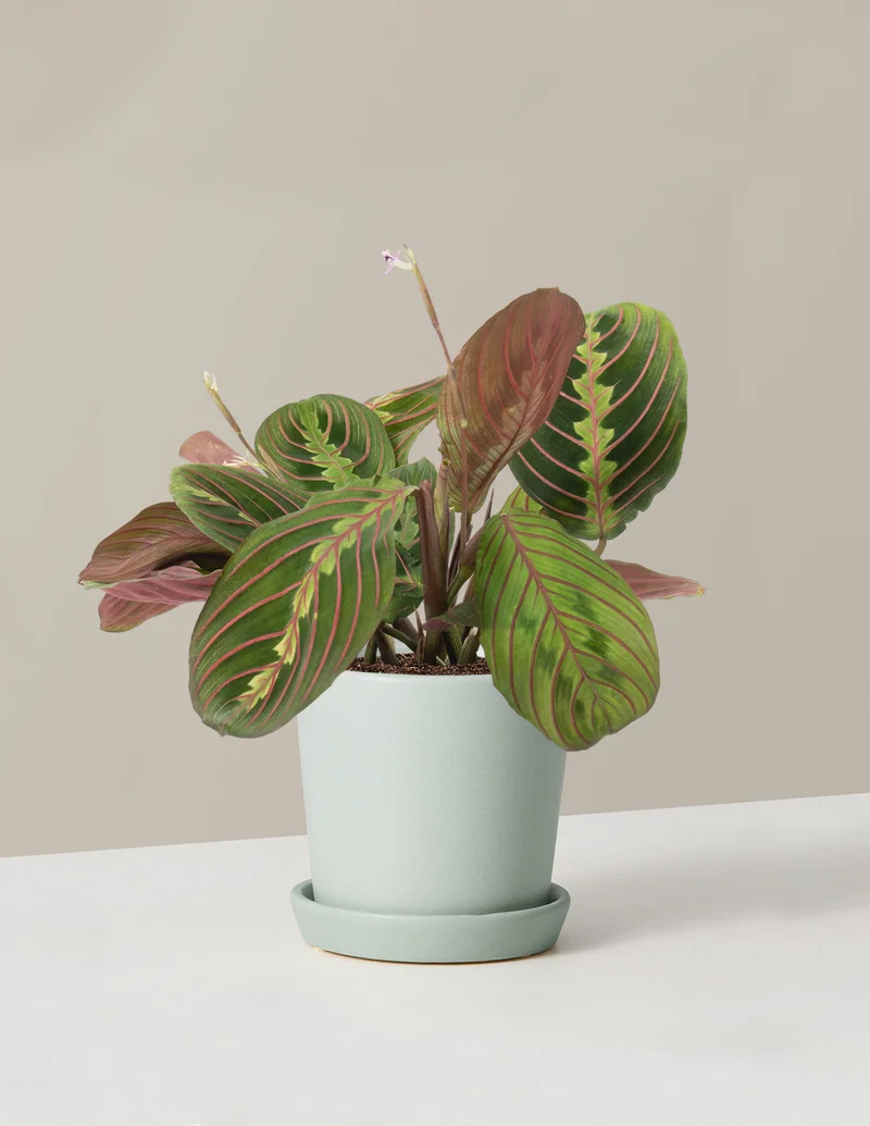 Image of Maranta Red