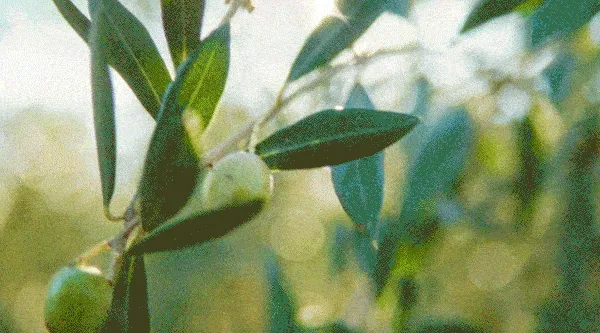 Images of olives being farmed and picked and processed.