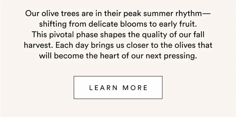 Our olive trees are in their peak summer rhythm—shifting from delicate blooms to early fruit. This pivotal phase shapes the quality of our fall harvest. Each day brings us closer to the olives that will become the heart of our next pressing.