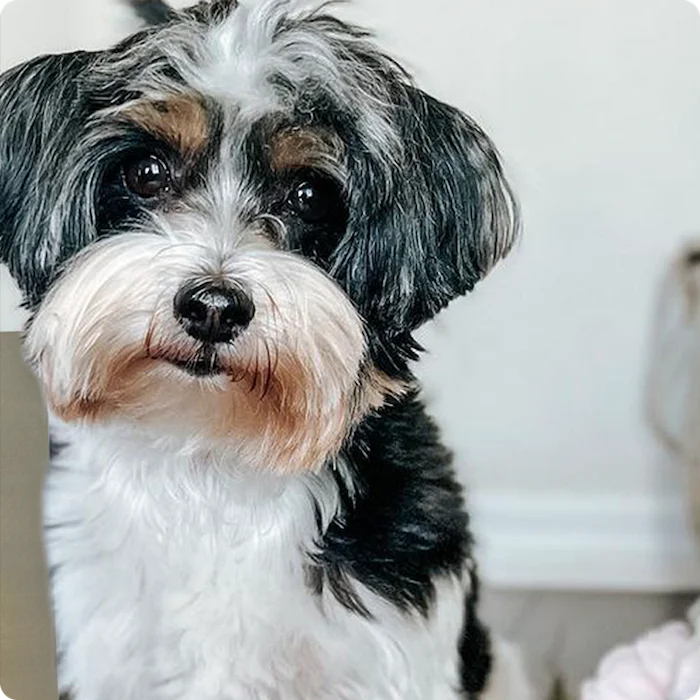 Upload your pet photo