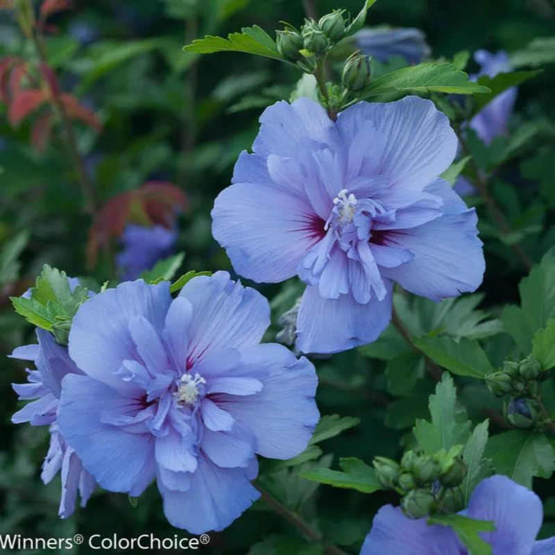 Image of Blue Chiffon® Rose of Sharon