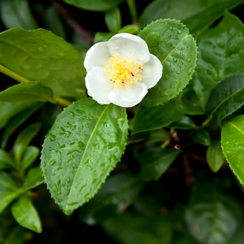 Image of Tea Plant (Camellia Sinensis)