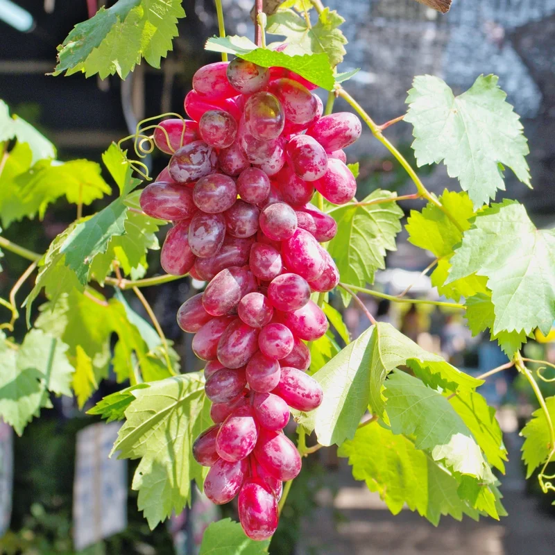 Image of Flame Red Seedless Grape