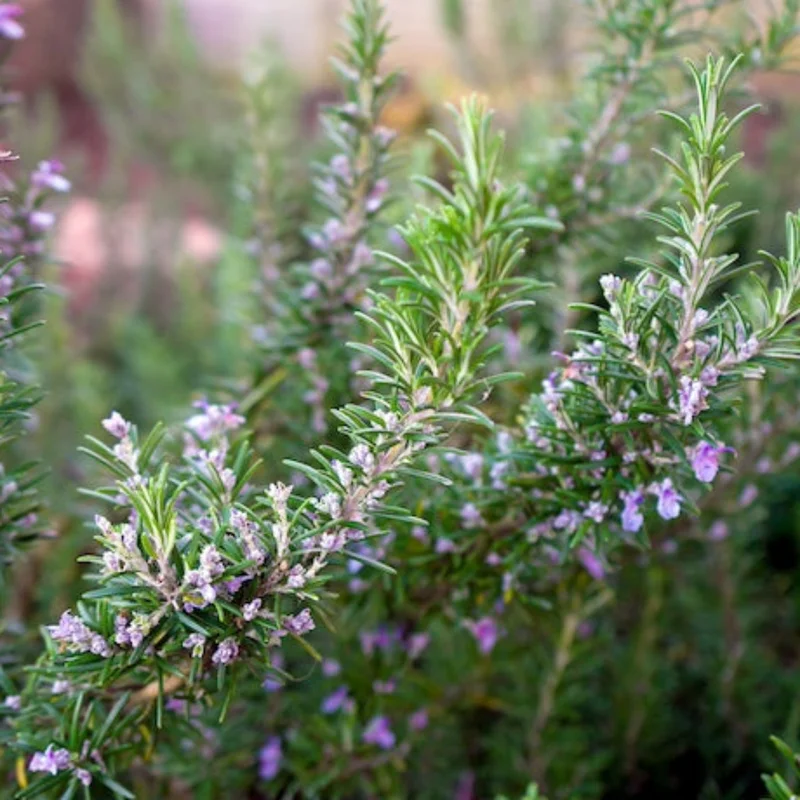Image of Tuscan Blue Rosemary