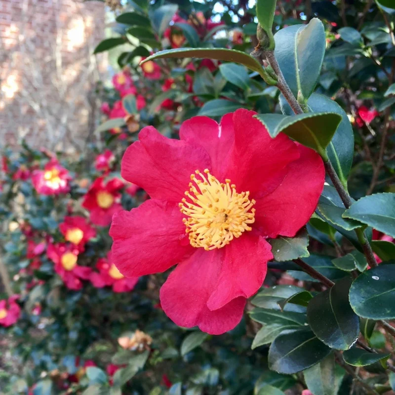 Image of Yuletide Camellia