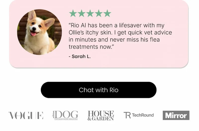 Chat with Rio