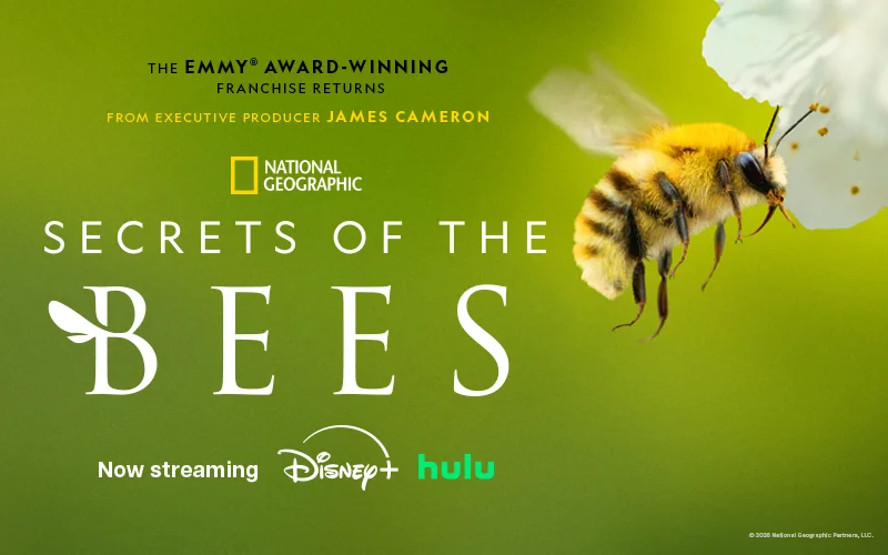 Poster for 'Secrets of the Bees' with a bee on a flower.