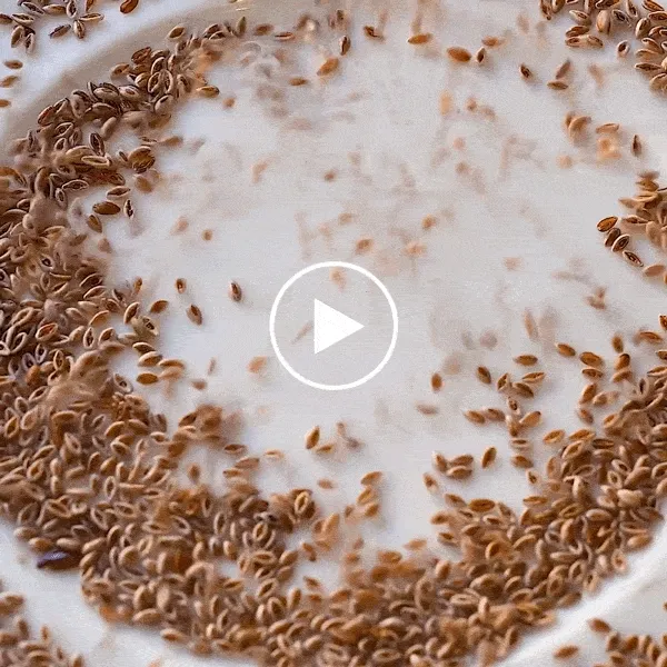 Dozens of psyllium seeds are sprinkled onto a white surface