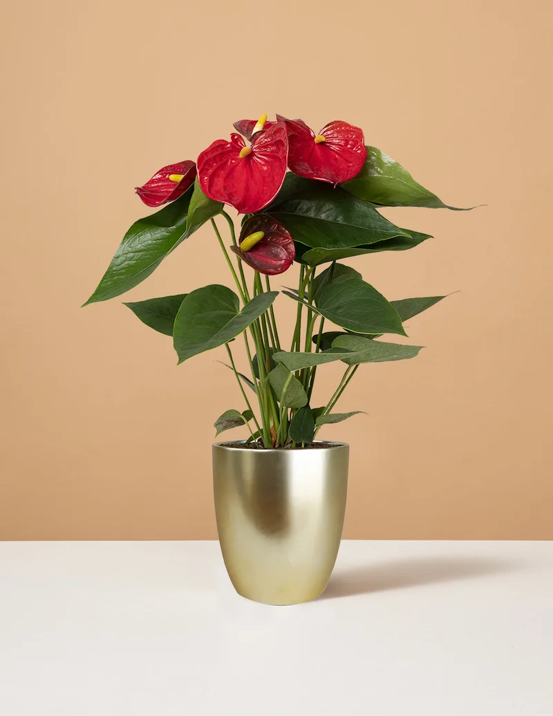 Image of Red Anthurium
