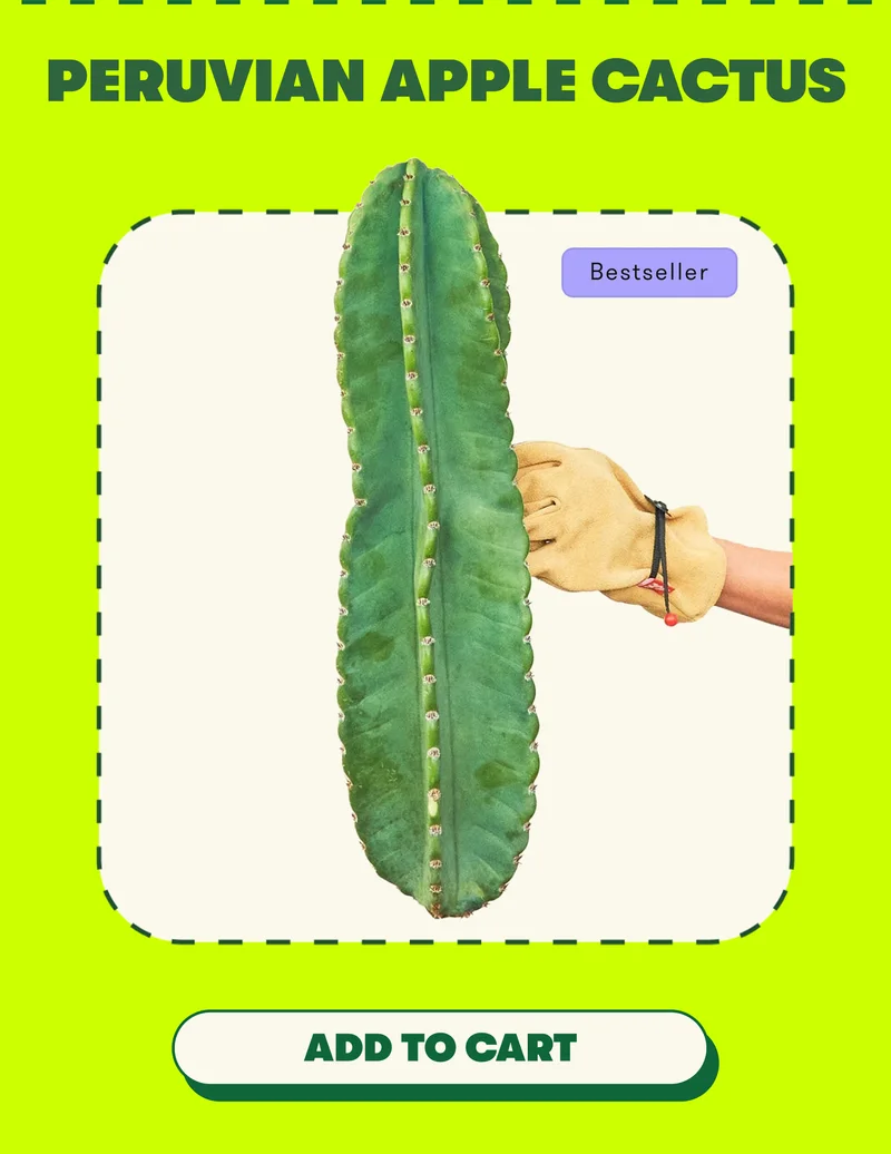 Peruvian Apple Cactus. [ADD TO CART]