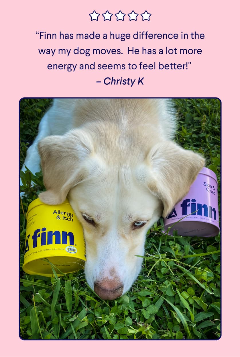 5 Star Customer Review: “Finn has made a huge difference in the way my dog moves.  He has a lot more energy and seems to feel better!"  – Christy K Photo: White and yellow spotted dog resting head on tin of Allergy & Itch and Skin & Coat