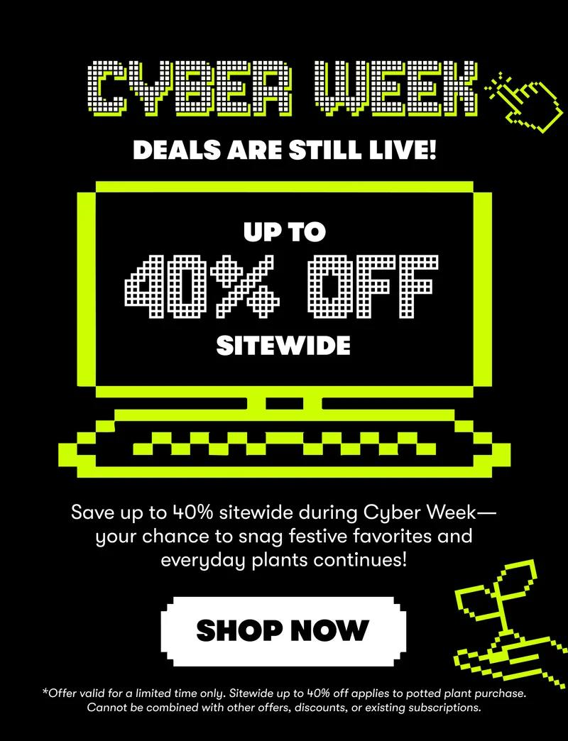 shop now
