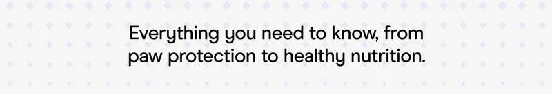 Everything you need to know, from paw protection to healthy nutrition.