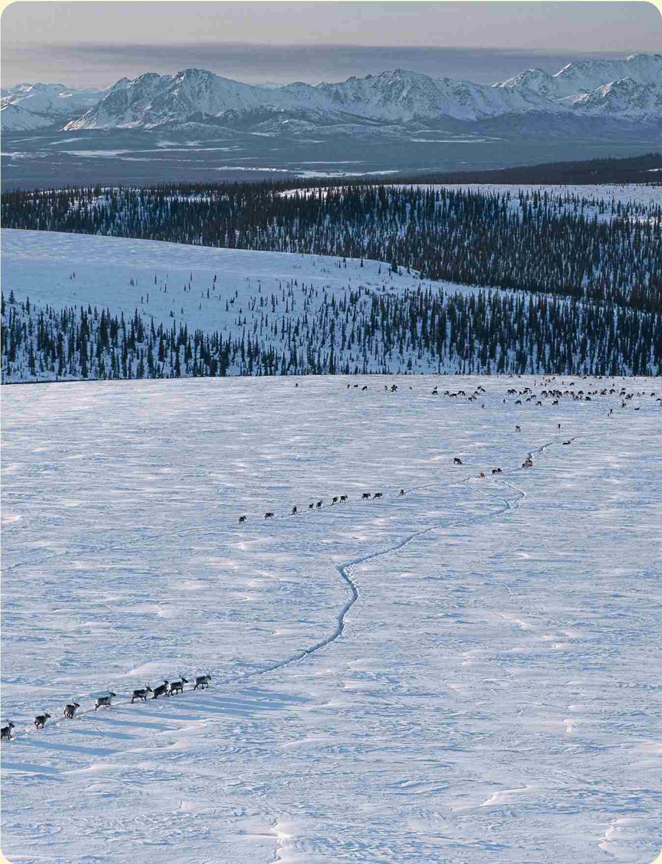 A herd of animals migrating in the winter.