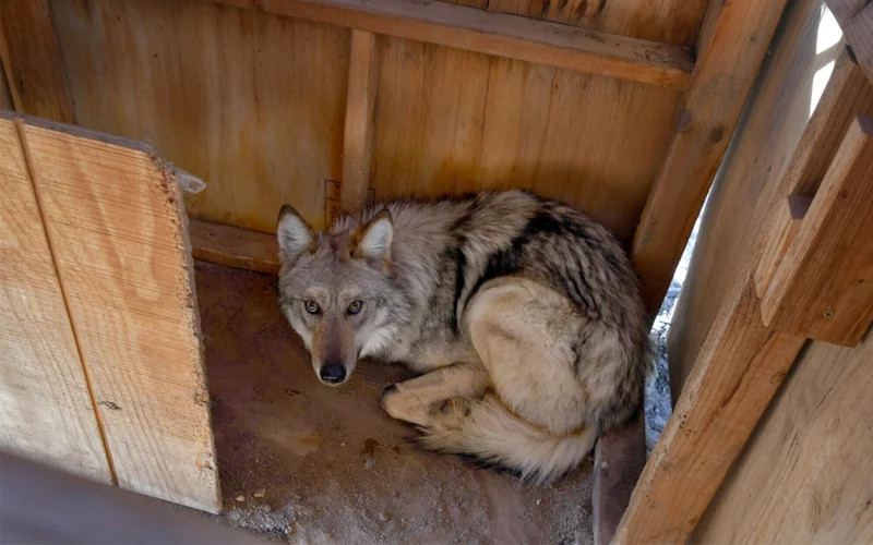 A photograph of Asha, an endangered Mexican gray wolf, from February 2023 looking up at the camera while in a “capture box” at the Sevilleta National Wildlife Refuge in central New Mexico.