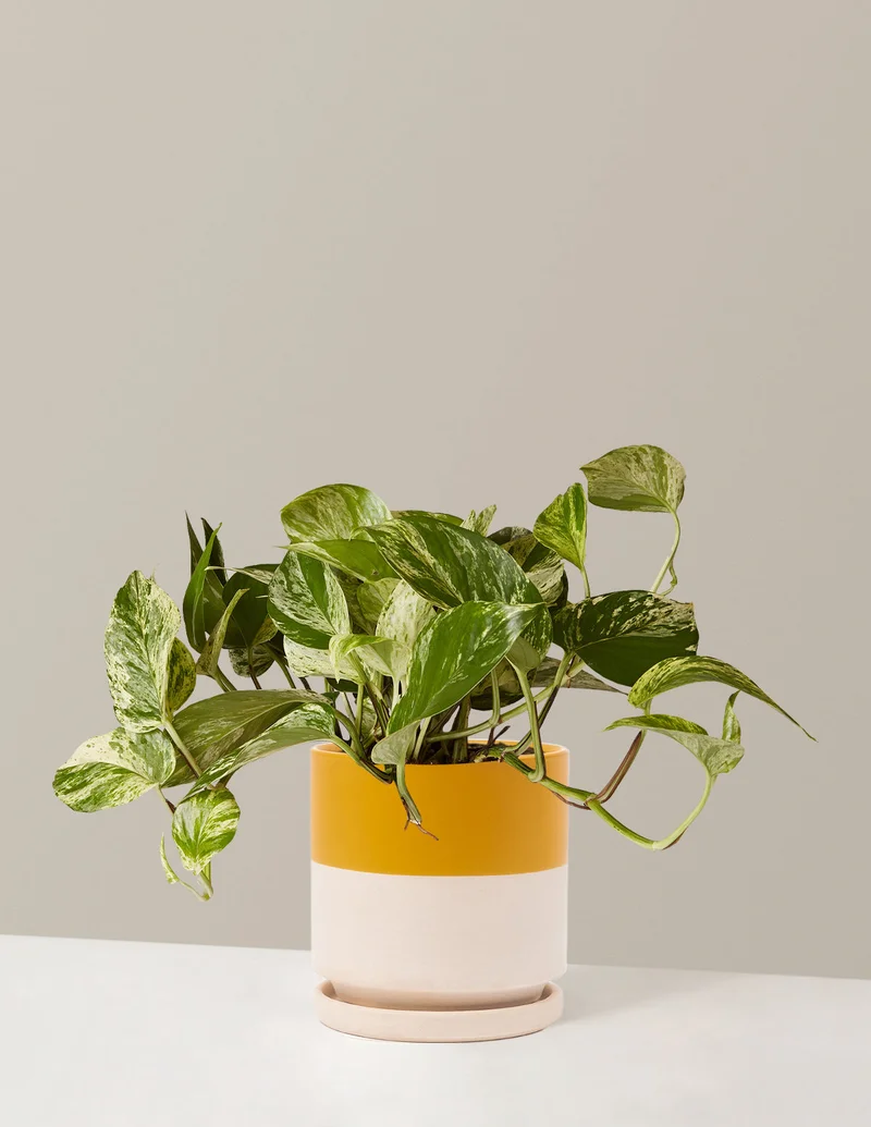 Image of Pothos Marble Queen