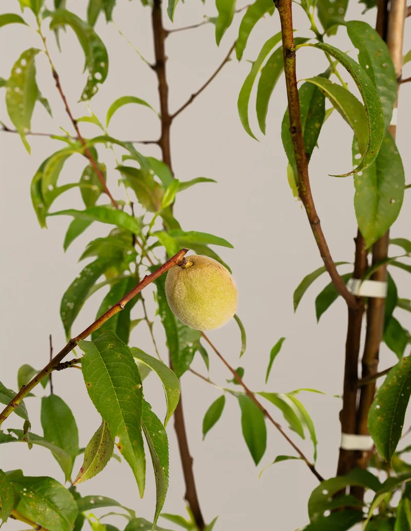 Image of Multi-Fruit Peach Tree