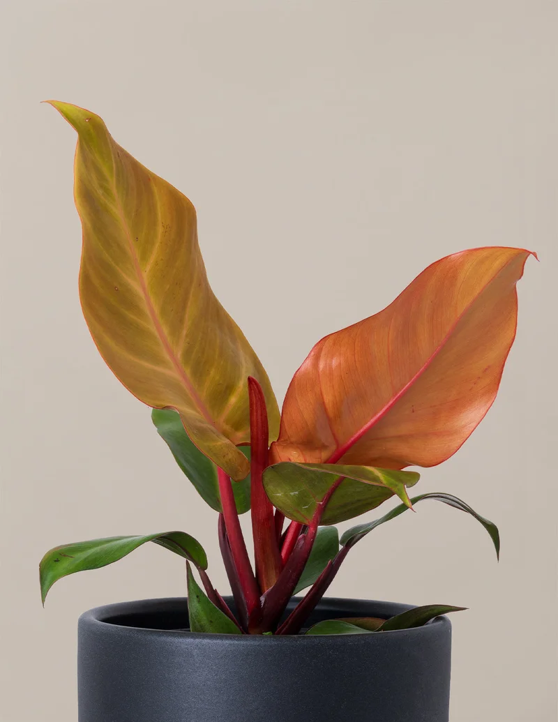 Image of Philodendron McColley’s Finale