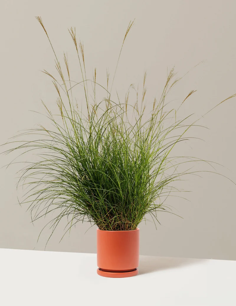 Image of Dwarf Maiden Grass