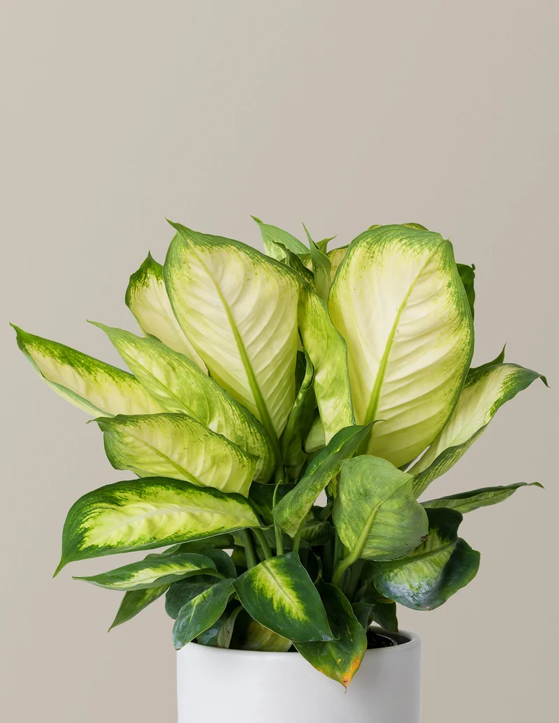Image of Dieffenbachia Camille