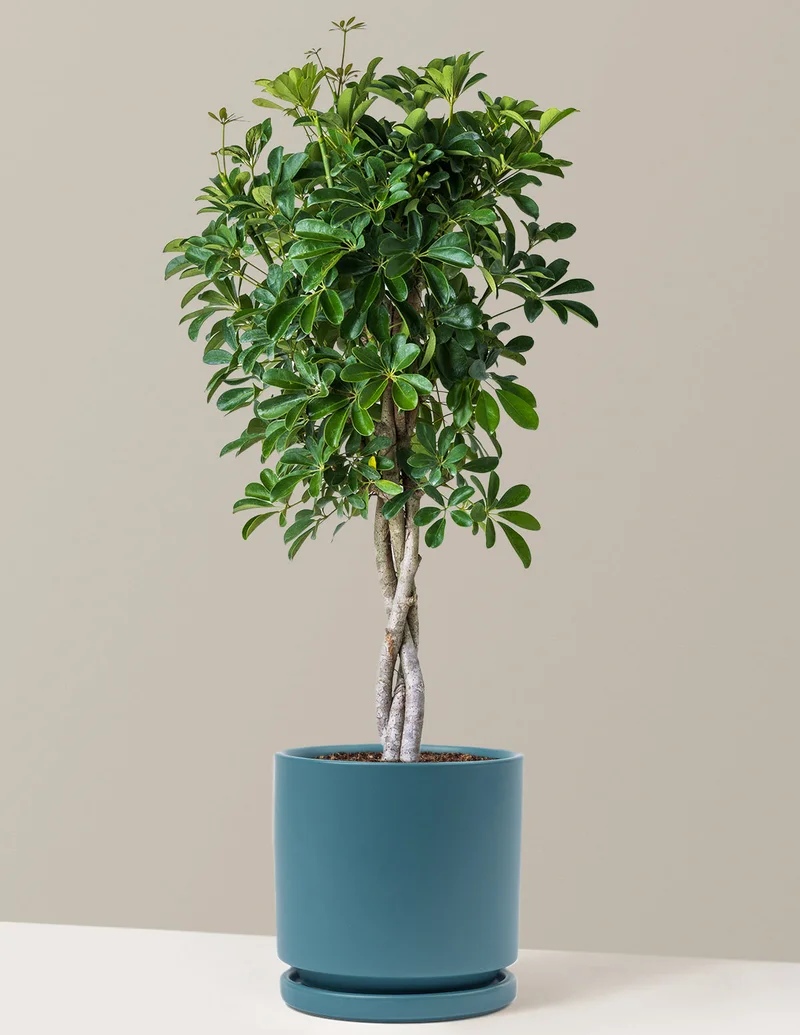 Image of Schefflera Arboricola Braid