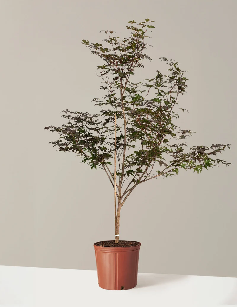 Image of Bloodgood Japanese Maple