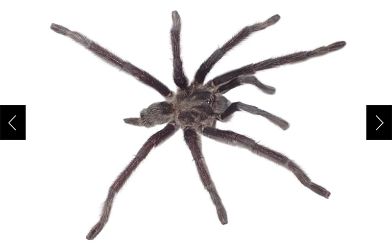 A male Satyrex tarantula (Satyrex arabicus)