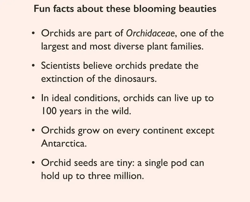 Pictured: Fun Facts About Orchids